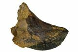 Excellent, Unworn Ceratopsid (Centrosaurus?) Tooth - Montana #173482-2